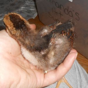 Chick #2 (boy)  @ 2 1/2 weeks, notice the bald spots.