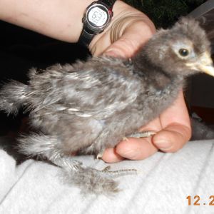 Chick #3 (Girl) @ 2 1/2 weeks