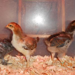 Chick #3, #5 (girls) & # 2 (boy) tail feathering