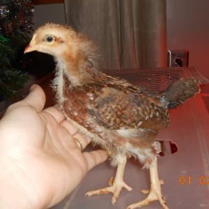 Chick #5 (girl) @ 3 weeks