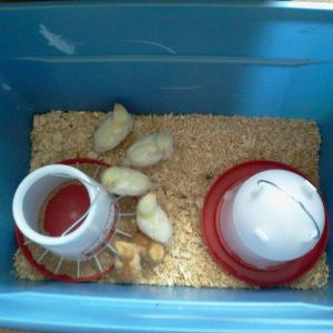 *
This is our redneck incubator we raised our first 6 hens in. They were raised in our office room. Two totes together worked nicely. Now we use it for sick or dying birds. Or new flock until roosting time and then add them to the coop.