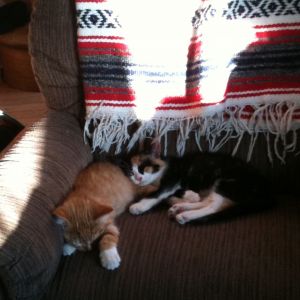 Marmalade and Ginger as kittens.