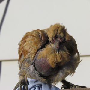 do you think that he ate too much