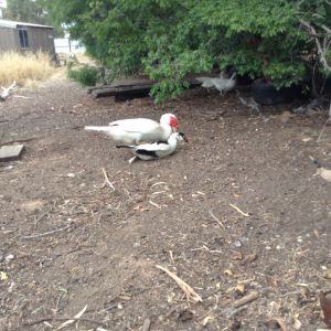My drake mating with a duck!