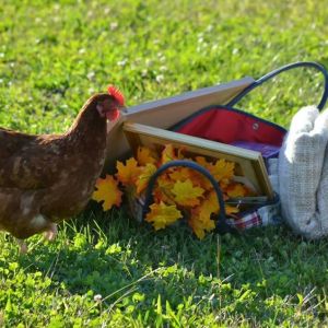 During a family photo shoot, my photographer fell in love with my chickens.  Here's Sophia checking out all the props!