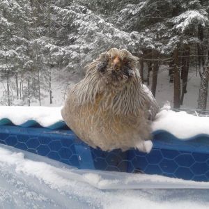 Someone is regretting her choice to go out in the snow.  My Easter Egger pullet, glaring at me for laughing at her before rescuing her and putting her back in the covered run.