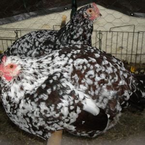 2 Speckled Sussex Hens