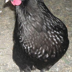 One Austrolorp Hen