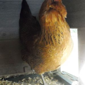 One of the other EE Hens