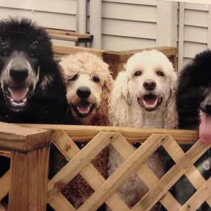 The poodle family! Joey, Simba, Tanner, (Simba's mom) and Bella (Simba's sister)