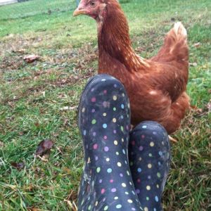 *
Bellina - ISA Brown Pullet