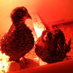 *
Barred Rock chicks.