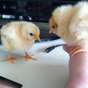 Buff Orpington Chicks - Boofy & Darla