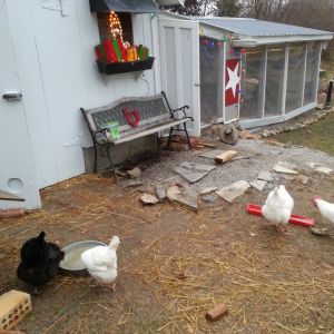 A few Christmas light to make it festive for the girls. (Including me!) The rope light on the inside of the run will stay up year round. I've put heavy clear vinyl up to stop the winds and retain a little warmth from the sun.