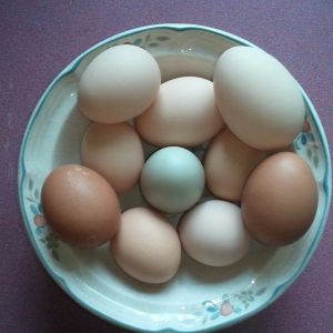 Eggcellent Blue in the Middle