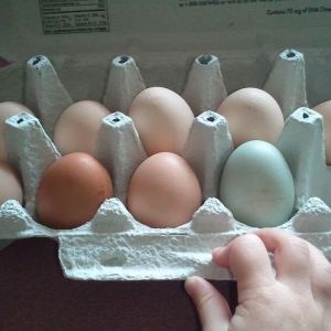 Rhelina's Eggs