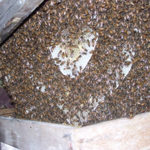 This was a spare deep I had stored under our deck. No frames just an empty box. I went on vacation for a couple weeks and guess what moved in?  I love Free Bees.
