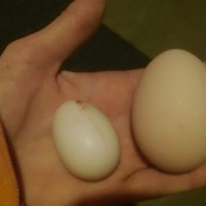 red sexlink egg and our 1st serama egg
