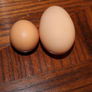 What our "pullet" egg looked like, then a double yolker from our Jersey Giant.  She was laying one double yolker a week for about a month. Now she lays regular size eggs with an occasional double yolked one.