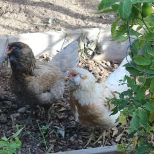 Our 2 Araucana's  Suki (left) and Mushu on the right