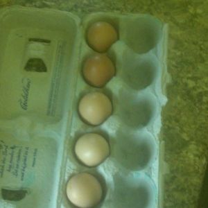 july 4th, 2014 we came home and found our 1st eggs our ladie's laid..