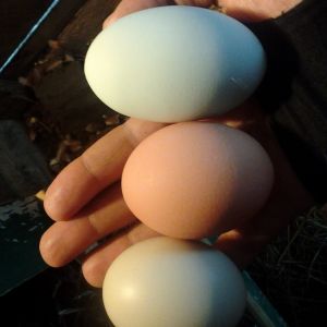 one double yolk there