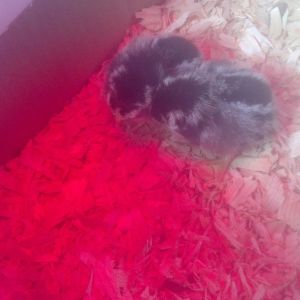 1 of these is S.B.D. aka (silent but deadly)