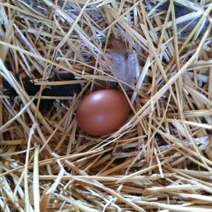 First egg.