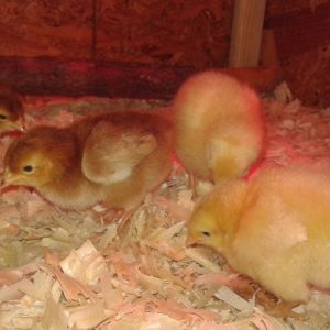 My lil girls are 3 Days Old!!
All they do is sleep and eat!
I love them!  But I'm a little afraid to pick them up!