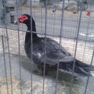 Blue Muscovy drake, Best in Breed, went on to Reserve Heavy Duck