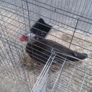 Chocolate Muscovy