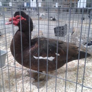 Chocolate Muscovy