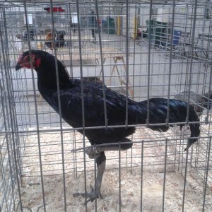 Modern Game, Best in Breed (I believe)