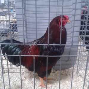 Partridge Chantecler