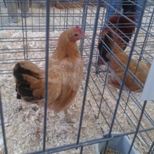 Nankin pullet