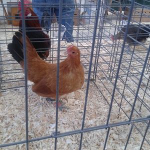 Nankin pullet