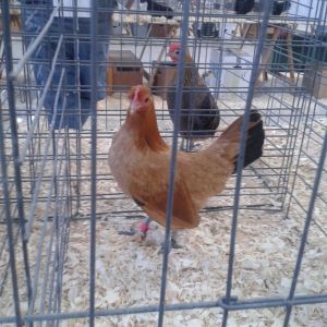 Nankin pullet