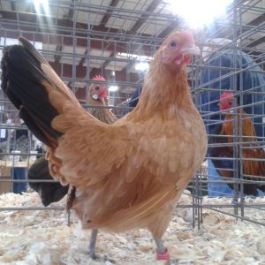 Nankin pullet (same bird as previous)