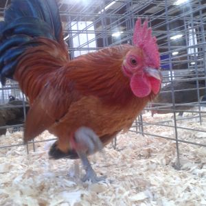 Nankin cockrel that didn't want to pose for me
