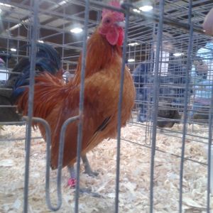 Nankin cockrel being baited into posing with owner's fingers