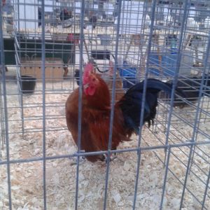 Nankin cockrel #2