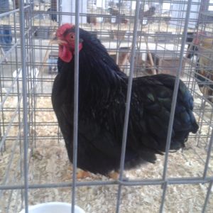 Black wyandotte, bantam