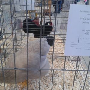 Khaki wyandotte, bantam, interesting color