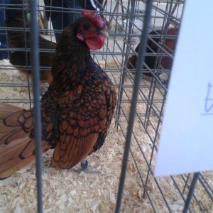 Golden Seabright, Best in Variety