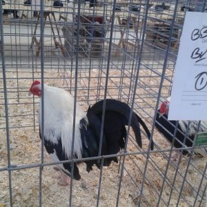 Old English Game, bantam, Best in Breed