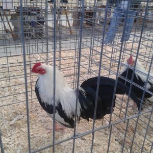 Old English Game, bantam, Best in Breed