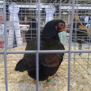 Bantam cornish, seen in champion row for the Jr. exhibitors