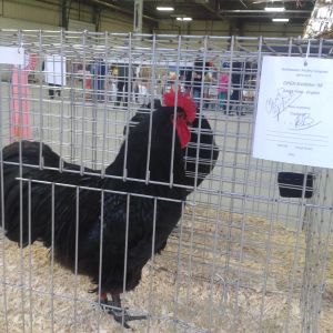 Champion English, Black Australorp