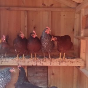 7 chickens left from our first flock. Bantom roo from a friends flock.
 3 Plymouth Rocks, two only have one leg
2 Rhode Island Reds
1 Gold Star?
1 Australorp (my favorite...shh! Please don't tell)