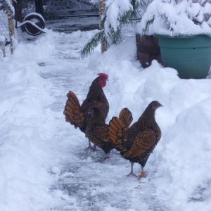 So much for Sebrights being a delicate bird, ours enjoying all the snow.  Our Silkies hate it.